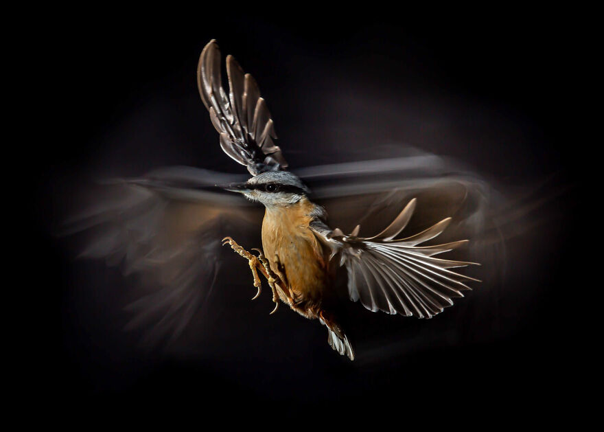 Eurasian Nuthatch By Mark Williams