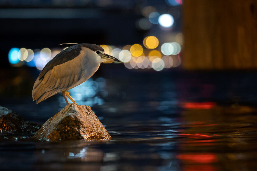 Black-Crowned Night-Heron By Daphne Wong