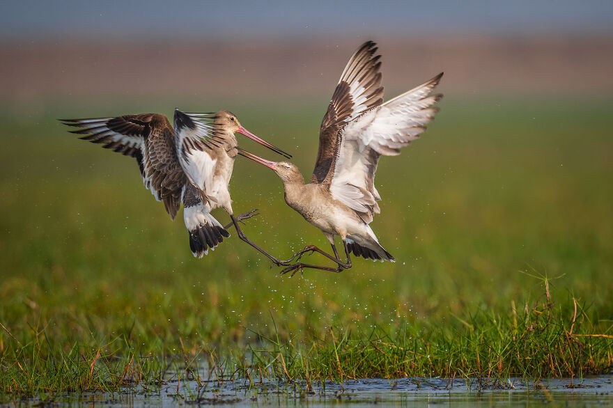 Black-Tailed Godwits By Anupam Chakraborty