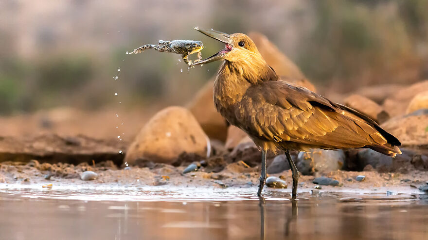 Hamerkop By Daniel Zhang
