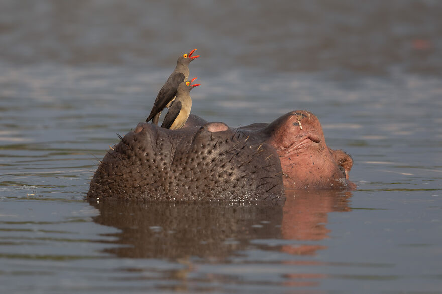 Red-Billed Oxpecker By Daniela Anger