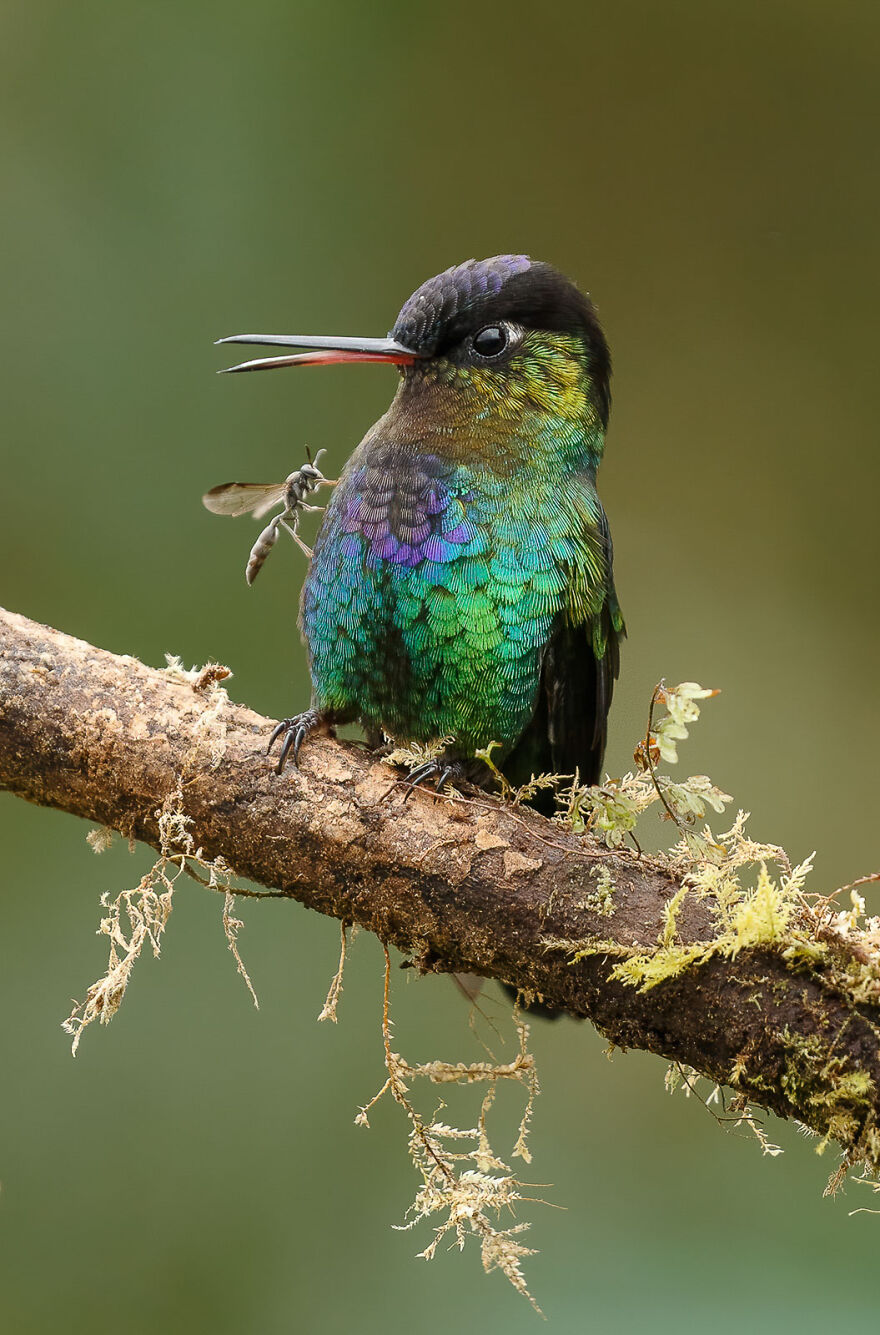 Fiery-Throated Hummingbird By Gail Bisson