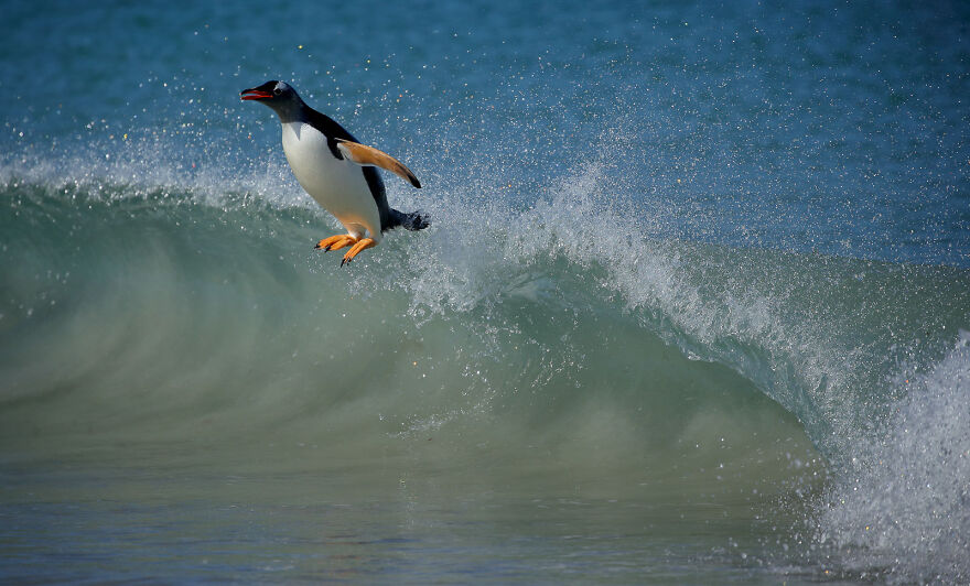 Gentoo Penguin By Tom Schandy