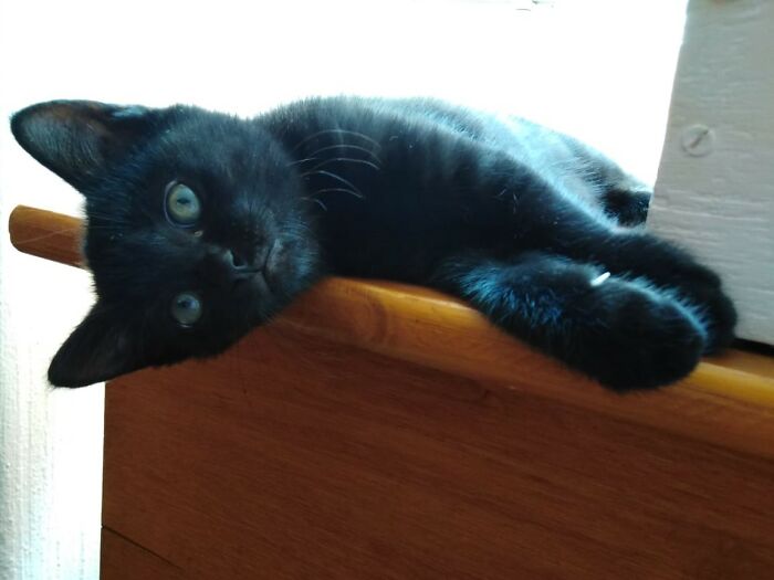 After A Lifetime Of Loving Dogs (Still Have Five Of Them), We Fell In Love With Nimh... Dogs Took A Bit More Convincing.