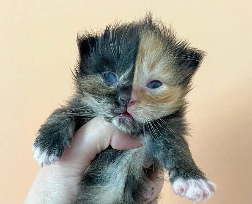 Meet Apricot, An Orphaned Chimera Kitten That Looks Like Two Different Cats Merged Into One Meet Apricot, An Orphaned Chimera Kitten That Looks Like Two Different Cats Merged Into One