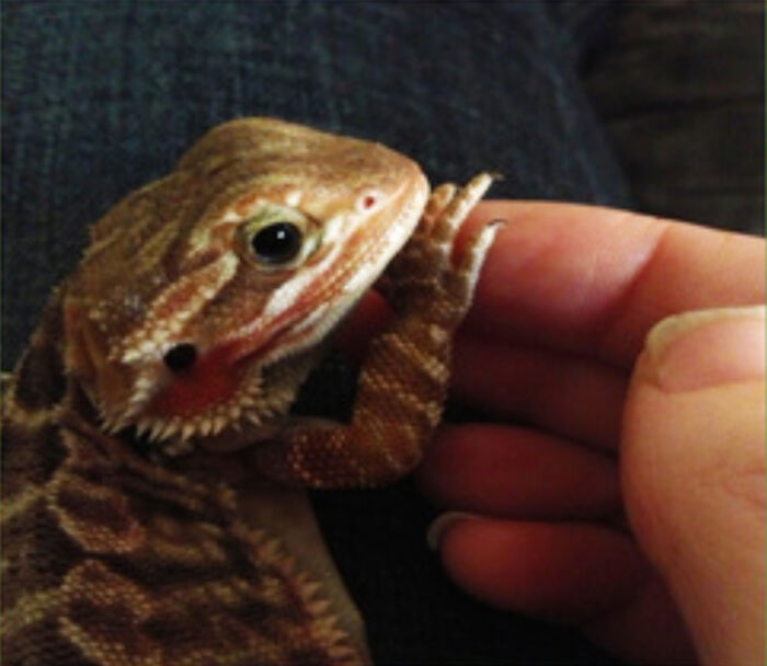 I'm More Of A Reptile Lover🥰 Roxy