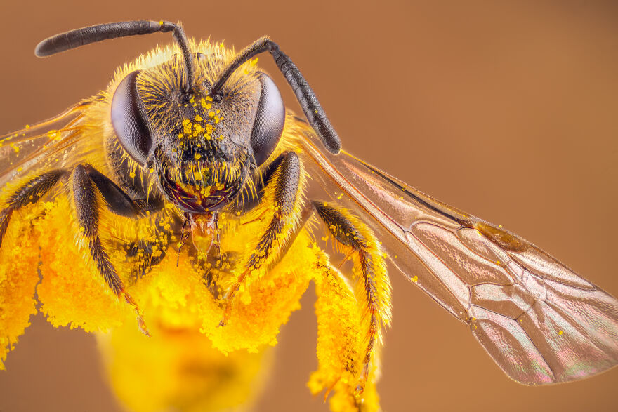 Pollen Covered Bee
