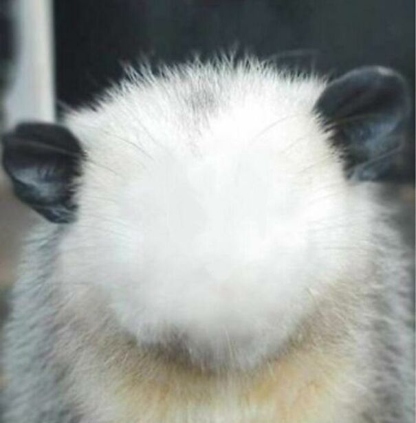 BlankOpposumFace-60675f1f118ee.jpg