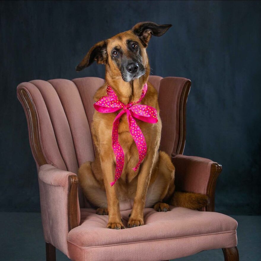 People Are In Love With This Rescue Dog That Looks Like Baby Yoda People Are In Love With This Rescue Dog That Looks Like Baby Yoda