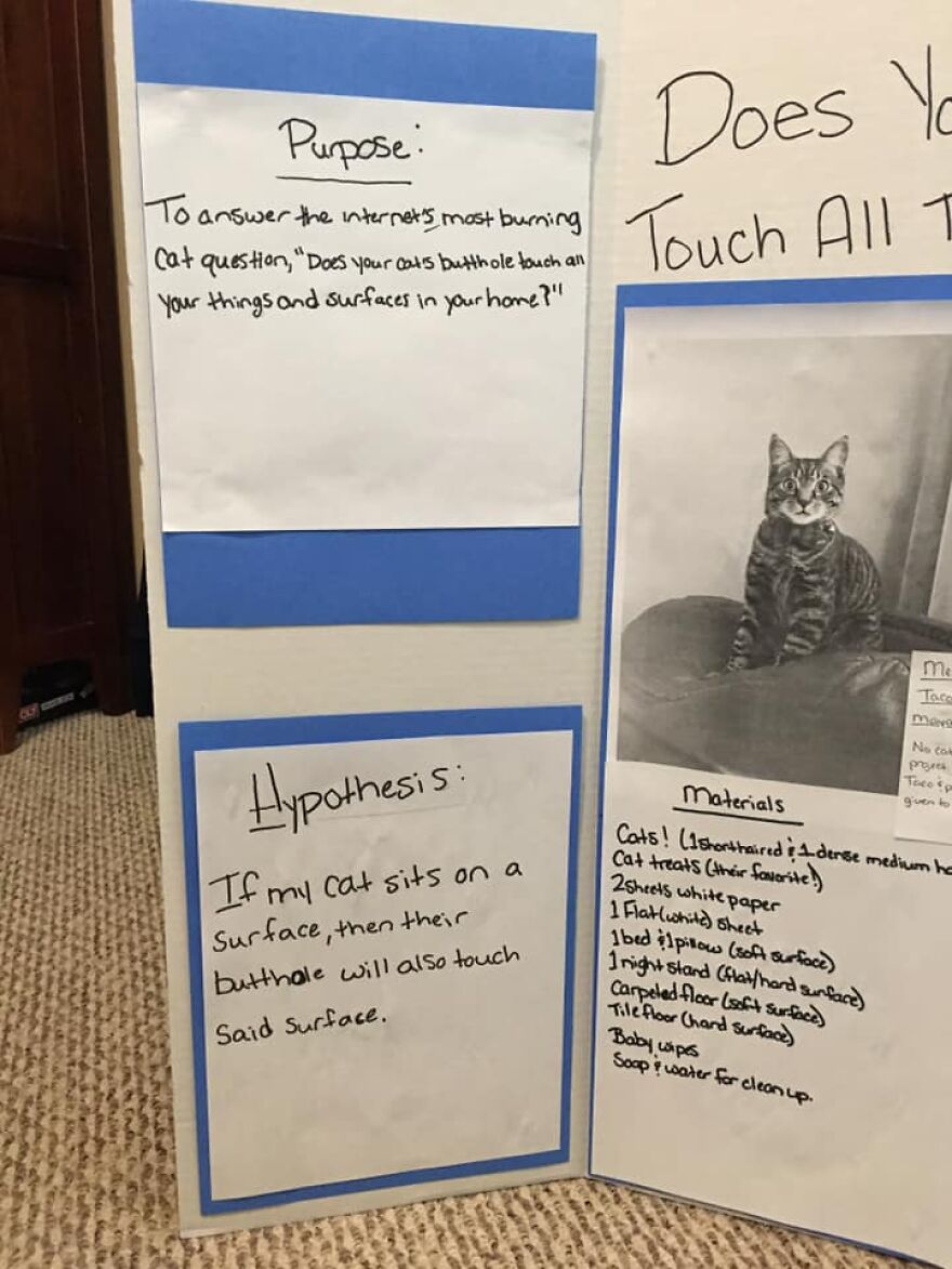 This 6th Grader Wanted To See How Many Surfaces Your Cat's Butt Touches In Your Home, So He Did An Experiment