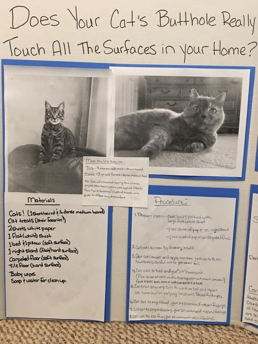 This 6th Grader Wanted To See How Many Surfaces Your Cat's Butt Touches In Your Home, So He Did An Experiment