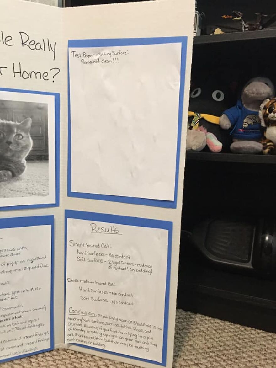 This 6th Grader Wanted To See How Many Surfaces Your Cat's Butt Touches In Your Home, So He Did An Experiment