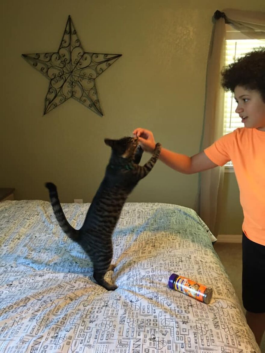 This 6th Grader Wanted To See How Many Surfaces Your Cat's Butt Touches In Your Home, So He Did An Experiment This 6th Grader Wanted To See How Many Surfaces Your Cat's Butt Touches In Your Home, So He Did An Experiment