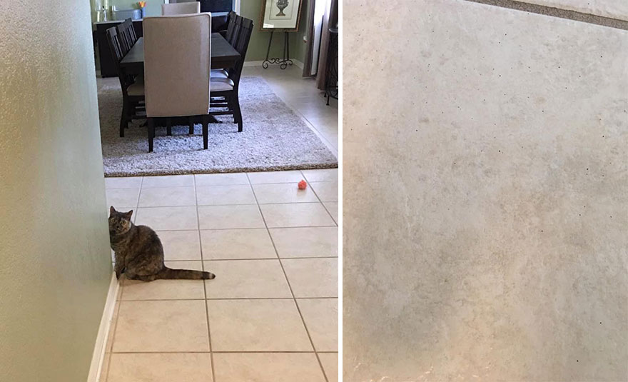 This 6th Grader Wanted To See How Many Surfaces Your Cat's Butt Touches In Your Home, So He Did An Experiment