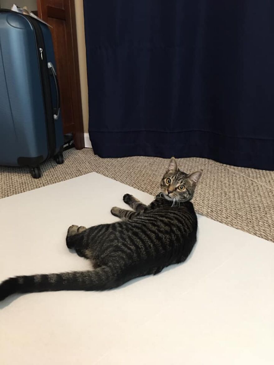 This 6th Grader Wanted To See How Many Surfaces Your Cat's Butt Touches In Your Home, So He Did An Experiment