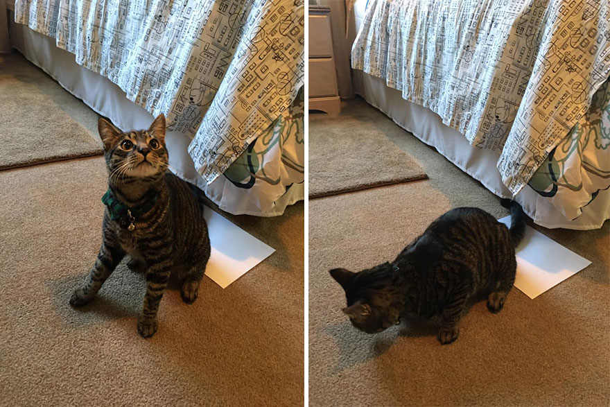 This 6th Grader Wanted To See How Many Surfaces Your Cat's Butt Touches In Your Home, So He Did An Experiment This 6th Grader Wanted To See How Many Surfaces Your Cat's Butt Touches In Your Home, So He Did An Experiment