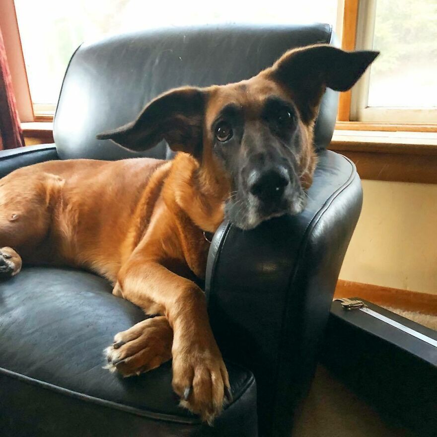 People Are In Love With This Rescue Dog That Looks Like Baby Yoda