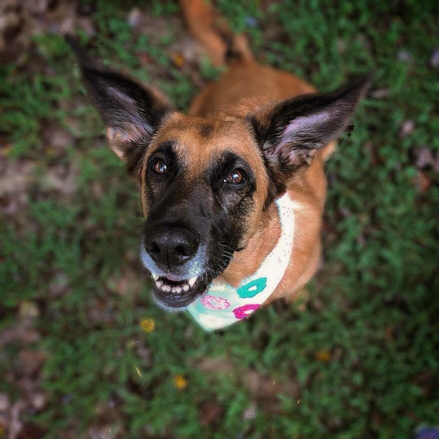 People Are In Love With This Rescue Dog That Looks Like Baby Yoda People Are In Love With This Rescue Dog That Looks Like Baby Yoda