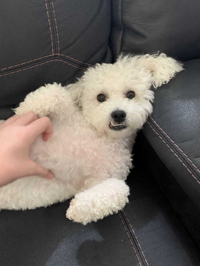 I Swear I Have The Cutest Dog On The Planet!