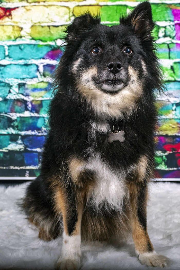 Balti 1,5 Years After I Adopted Him