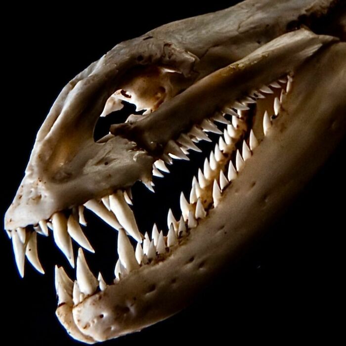 On My Instagram I Show The Most Bizarre Fish Teeth You Will Ever See.