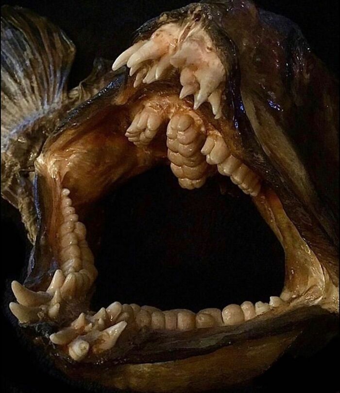 On My Instagram I Show The Most Bizarre Fish Teeth You Will Ever See.