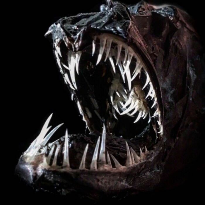 On My Instagram I Show The Most Bizarre Fish Teeth You Will Ever See.