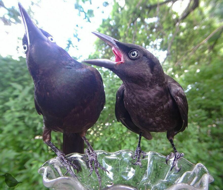 Grackles