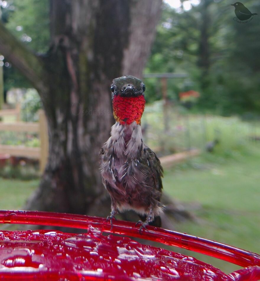 Ruby Throated Hummingbird