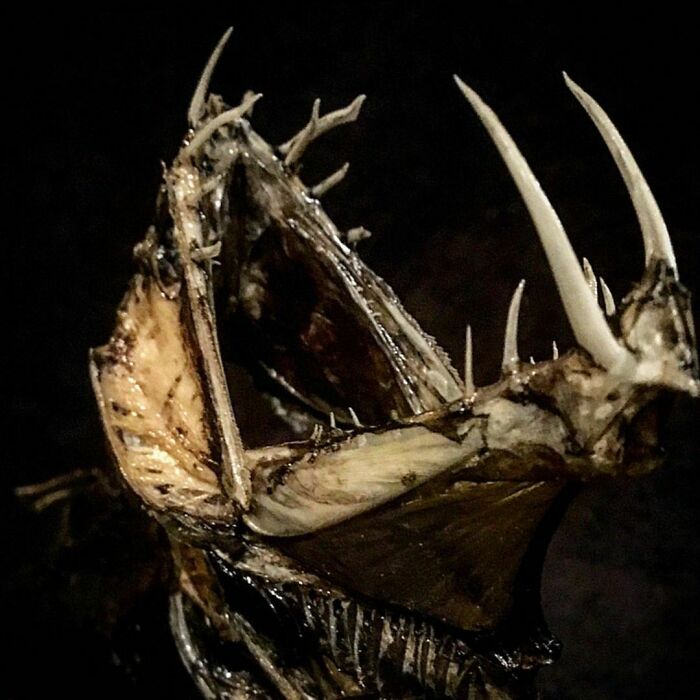 On My Instagram I Show The Most Bizarre Fish Teeth You Will Ever See.