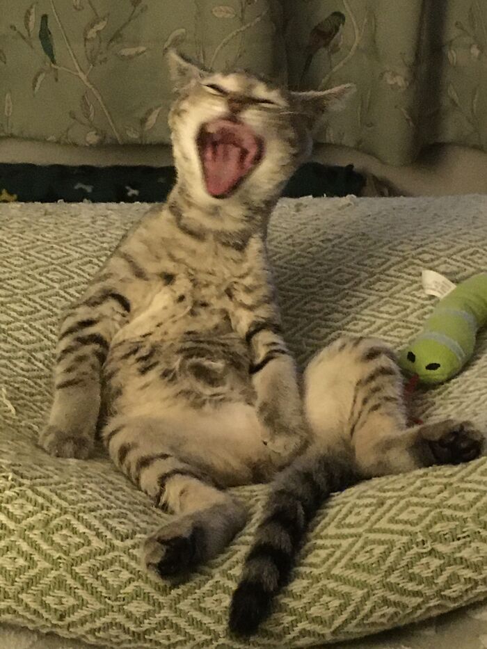 Tabby’s Actually A Pretty Little Cat, But Sometimes...