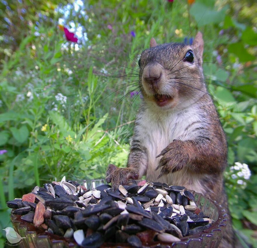 Eastern Gray Squirrel