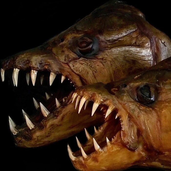 On My Instagram I Show The Most Bizarre Fish Teeth You Will Ever See.