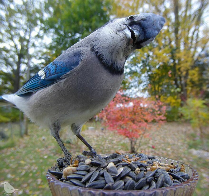 Blue Jay