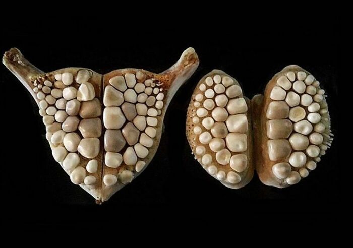 On My Instagram I Show The Most Bizarre Fish Teeth You Will Ever See.