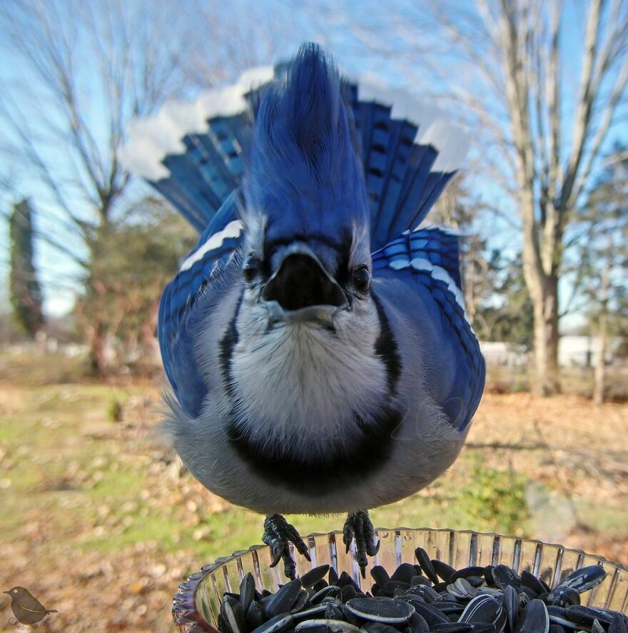 Blue Jay