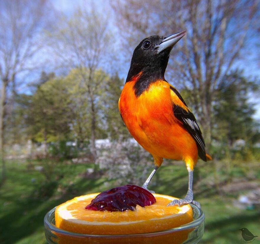 Baltimore Oriole