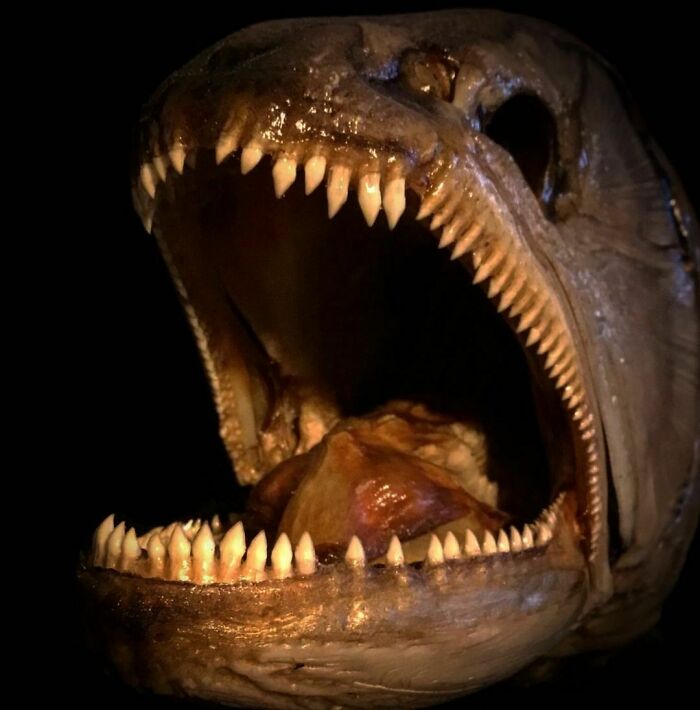 On My Instagram I Show The Most Bizarre Fish Teeth You Will Ever See.