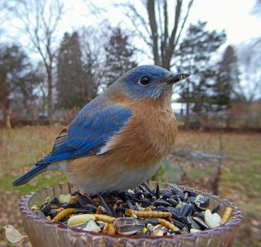 The Bluebird