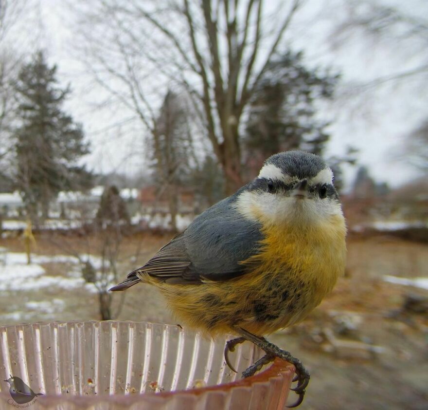 Red-Breasted Nuthatch