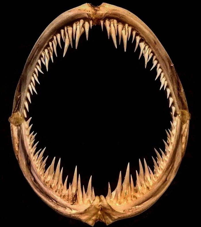 On My Instagram I Show The Most Bizarre Fish Teeth You Will Ever See.