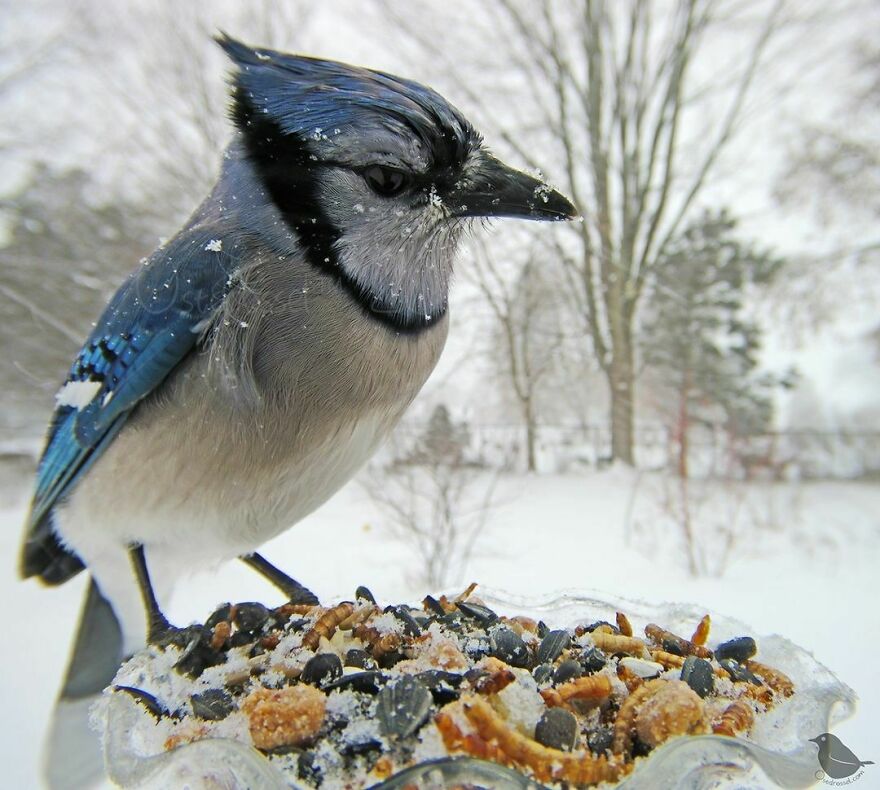 Blue Jay