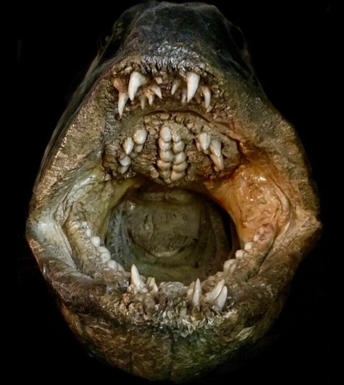 On My Instagram I Show The Most Bizarre Fish Teeth You Will Ever See.
