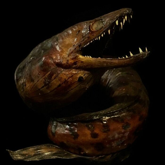 On My Instagram I Show The Most Bizarre Fish Teeth You Will Ever See.