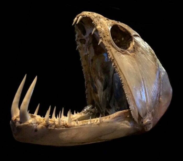 On My Instagram I Show The Most Bizarre Fish Teeth You Will Ever See.