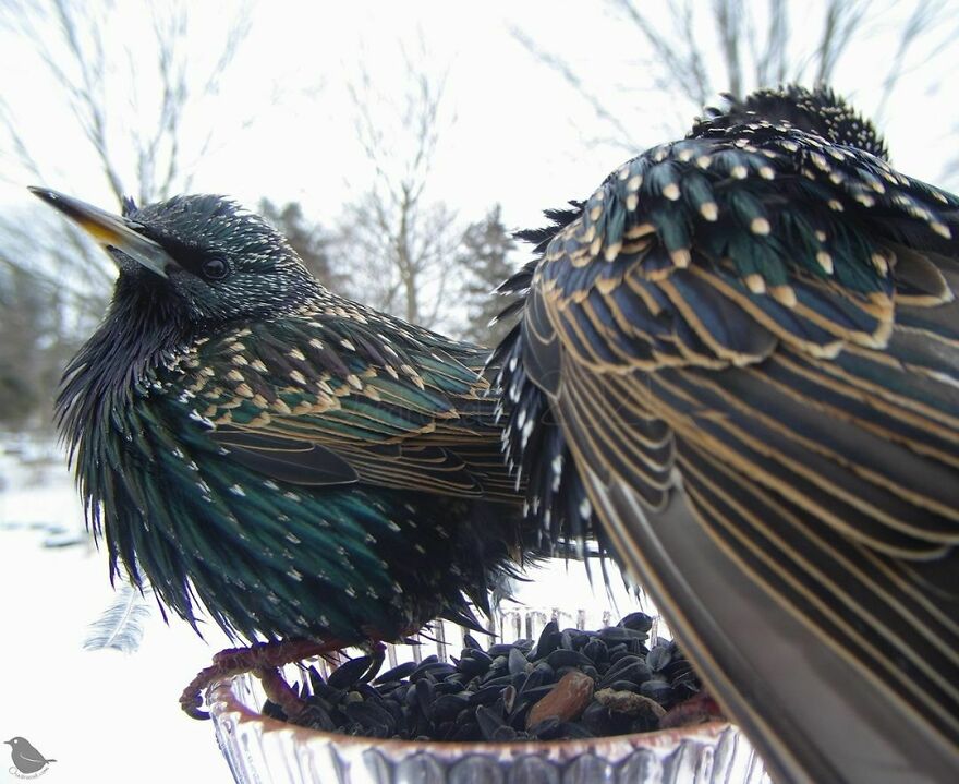 European Starlings