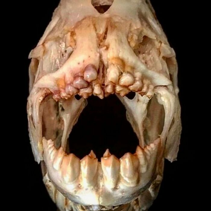 On My Instagram I Show The Most Bizarre Fish Teeth You Will Ever See.
