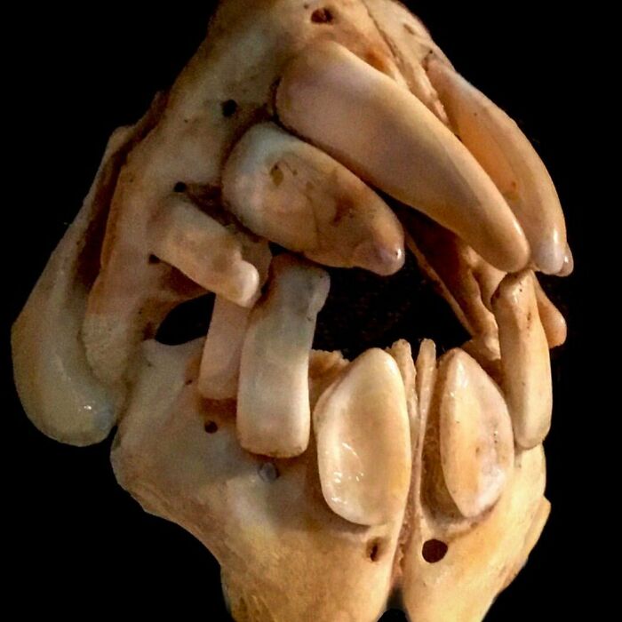 On My Instagram I Show The Most Bizarre Fish Teeth You Will Ever See.