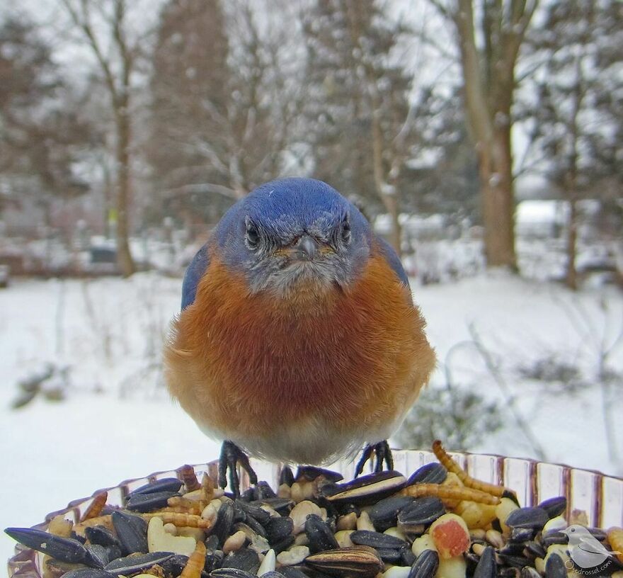 Eastern Bluebird