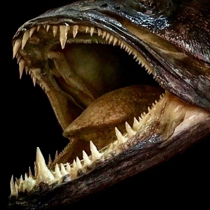 On My Instagram I Show The Most Bizarre Fish Teeth You Will Ever See.